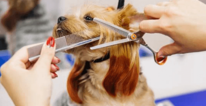 How to Choose the Right Pet Groomer