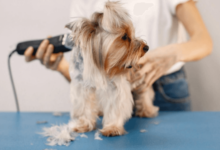 The Benefits of Professional Pet Grooming