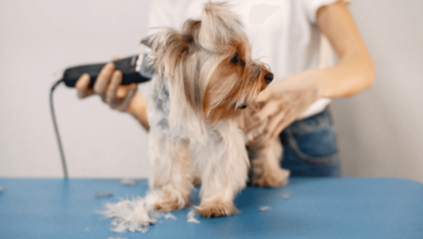 The Benefits of Professional Pet Grooming