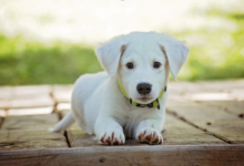 Freedom and Safety: How Dog GPS Trackers Help Owners Enjoy the Outdoors