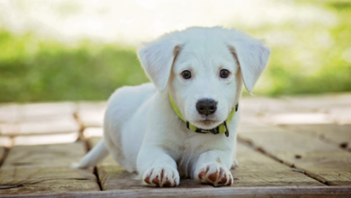 Freedom and Safety: How Dog GPS Trackers Help Owners Enjoy the Outdoors