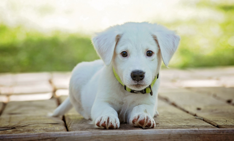 Freedom and Safety: How Dog GPS Trackers Help Owners Enjoy the Outdoors