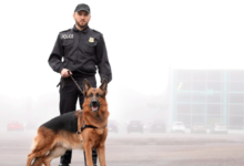 How Working Dog Training Impacts Public Safety
