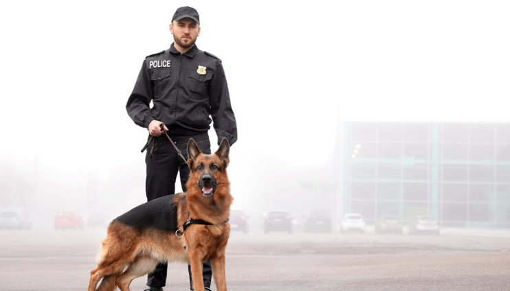 How Working Dog Training Impacts Public Safety