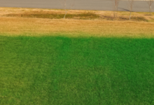 A Guide to Applying Green Grass Paints Effectively