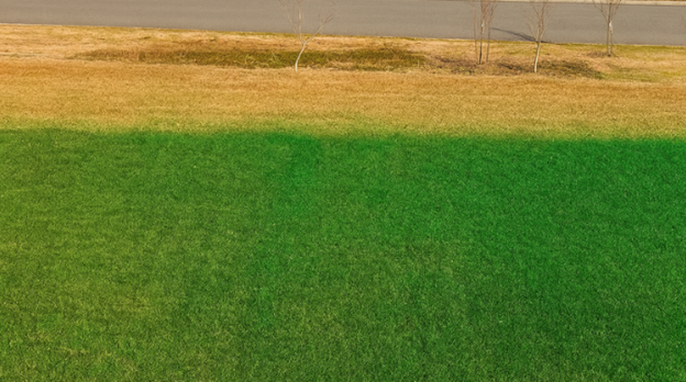 A Guide to Applying Green Grass Paints Effectively