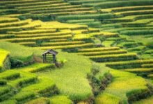 rapid growth strategies revealed