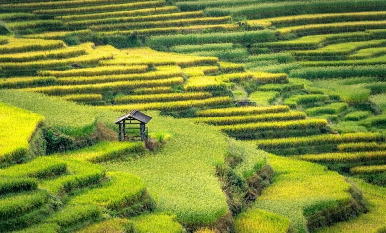 rapid growth strategies revealed