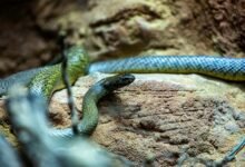 longest snake in world