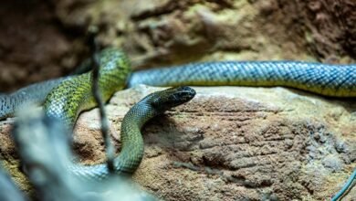 longest snake in world