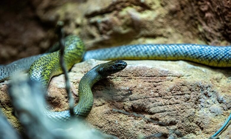 longest snake in world